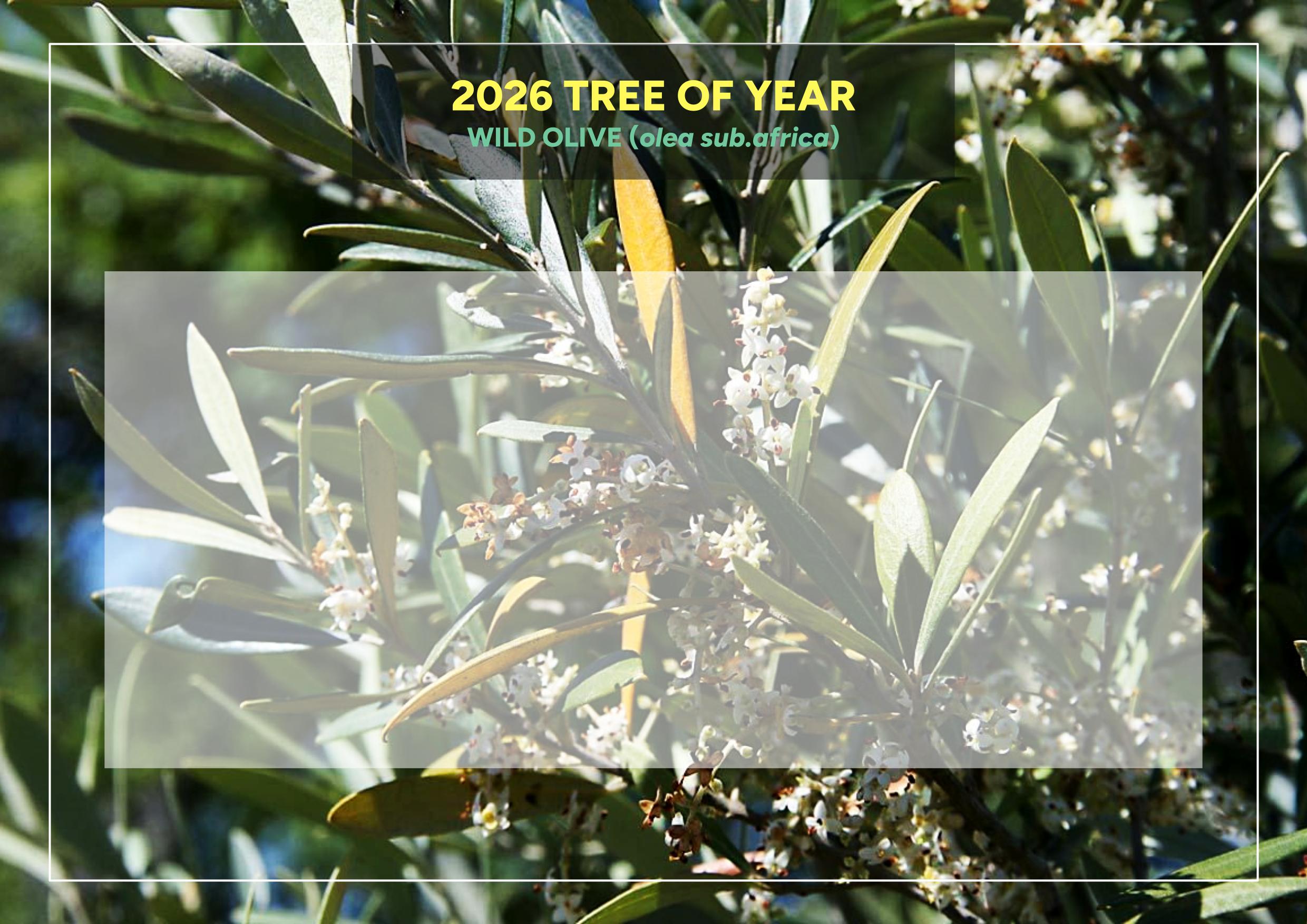 Multi - Tree of the Year